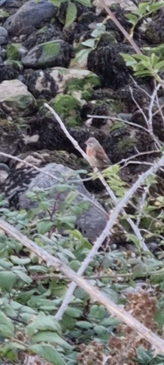 _steve_g81's tweet photo. My first ever Linnet this evening at Angel Bay, 106th bird of the year https://t.co/437bKbtRRg