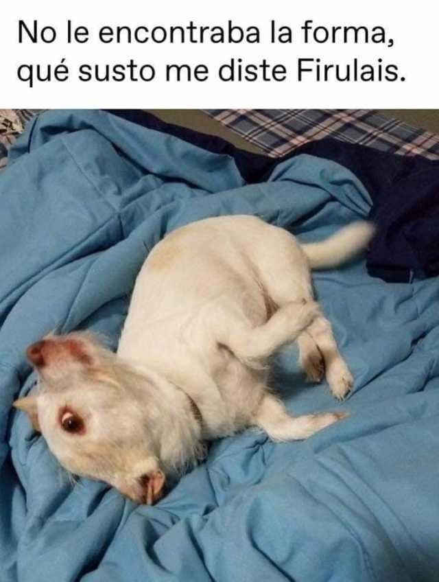 perritos_qctd's tweet photo. https://t.co/WlMOa55iJ8