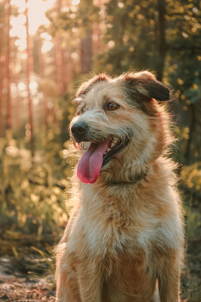 deadslowright's tweet photo. Jina 🐶
#pets 
#dogs 
#photograghy 
#NaturePhotography https://t.co/GPC2MfsPib