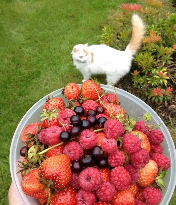 scrap_cat's tweet photo. Scrap always had great interest in fine food &amp; helping out in the garden. 'Scrap the Cat Finds a Home' is the almost true story of how he found his forever home. €10+postage from  https://t.co/lw9JmDDsw7 #kidsbooks #CatsofTwittter #selfpublished https://t.co/BfdP7rQMgm