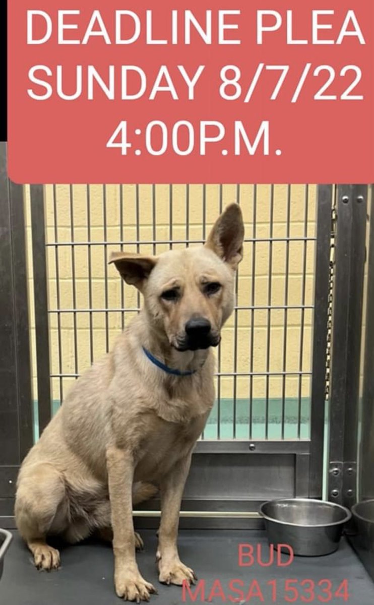 #TN #MEMPHIS 💥AT RISK OF EUTH 8/8💥 Bud 2yo hw+ OWNER SURRENDERED (due to owners health) WITH BF (who got adopted)A really good boy who is scared in noisy shelter after a quiet home. HE WILL BE EUTHANISED 8/8🆘pls #ADOPT #PLEDGE #RESCUE #FOSTER #MASA15334 facebook.com/18216482414803…