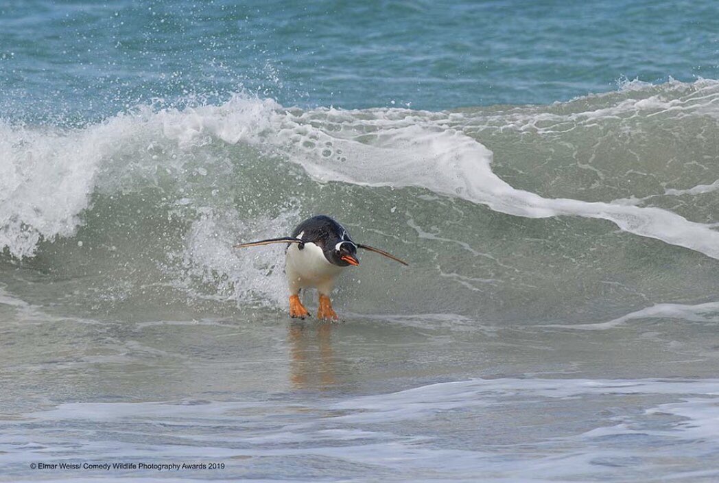 So let’s get it all started with the kind of chill I hope everyone experiences this weekend! This is a Gentoo Penguin jumping in front of a wave in SandyBay, Bleaker Island, the Falkland Islands! Described as “Surfing, Pacific Style!🐧🏄‍♀️🐧🏄🐧🏄‍♂️ Photo by Elmar Weiss!