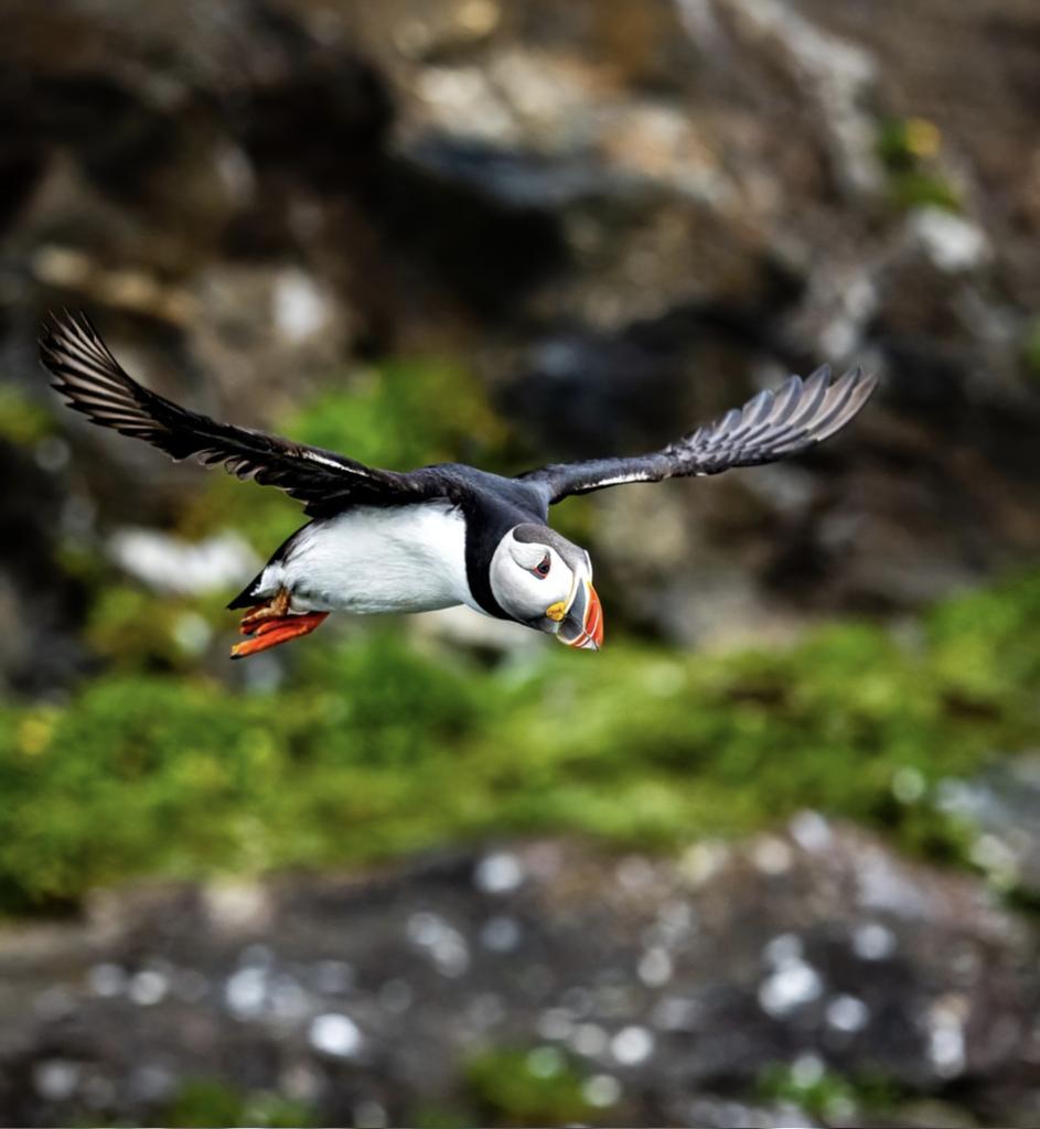 Track me on our journey into the high Arctic share.garmin.com/TobyAdventures. Our first full day of adventure included puffins!