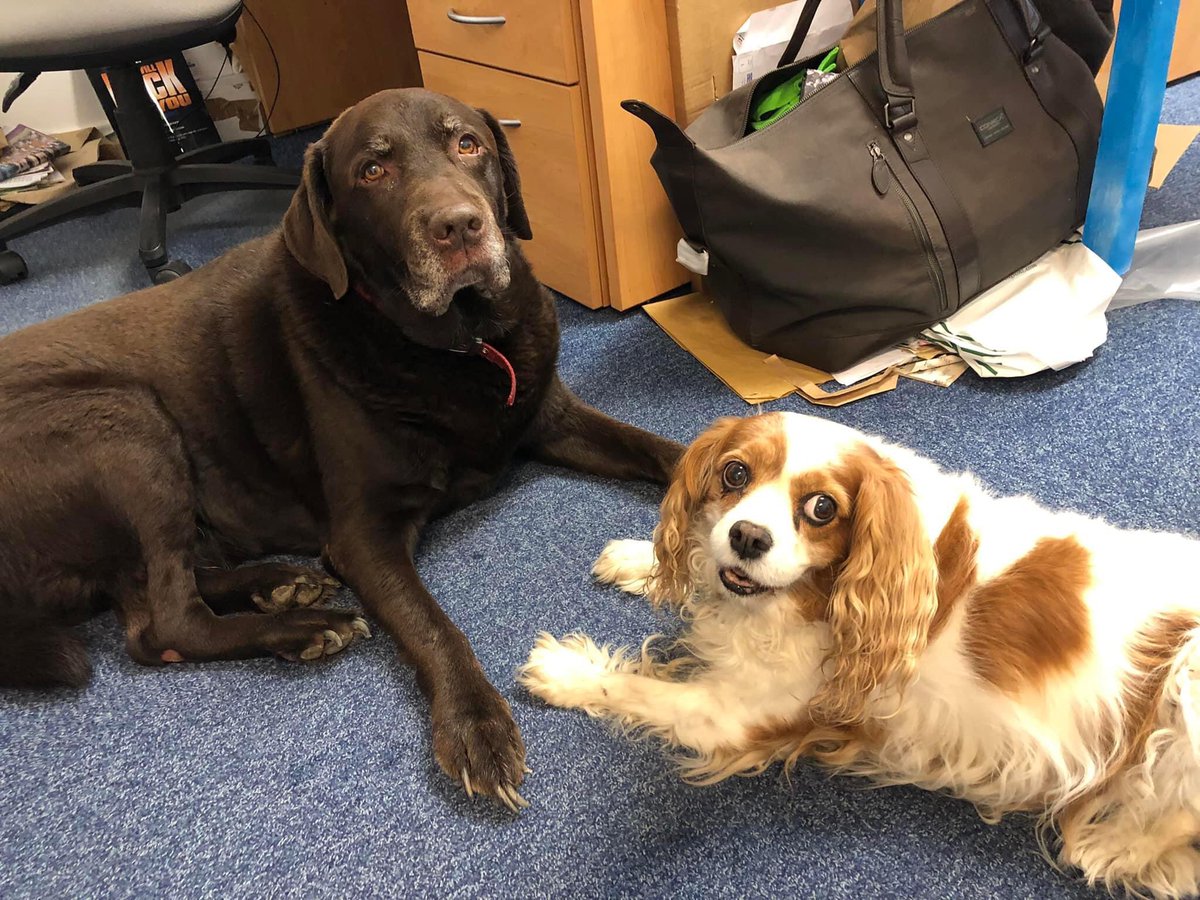 “#Reincarnation as #dogs is a thing” Bernard Bresslaw and Marty Feldman reveal
#DogsofTwittter