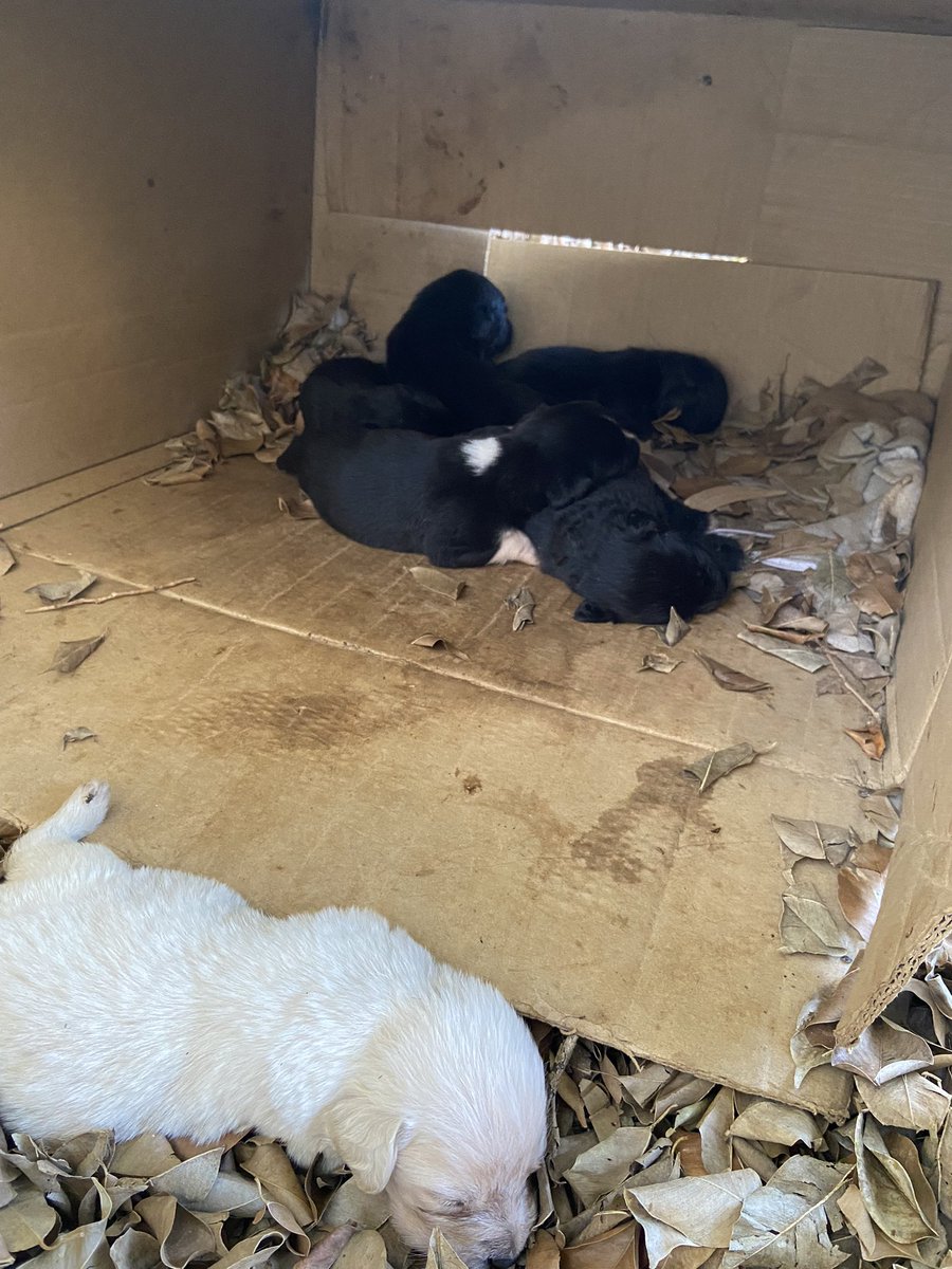 melidominguezd's tweet image. ¡Hola! El día de ayer abandonaron a una familia de perros, la mamá, el papá y a sus 6 cachorritos en Fernando de la Mora - Zona Norte. Si podrían ayudarme compartiendo o si sepan de alguien que pueda adoptarlos por favor 😭🙏🏽