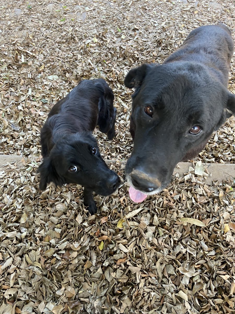 melidominguezd's tweet image. ¡Hola! El día de ayer abandonaron a una familia de perros, la mamá, el papá y a sus 6 cachorritos en Fernando de la Mora - Zona Norte. Si podrían ayudarme compartiendo o si sepan de alguien que pueda adoptarlos por favor 😭🙏🏽