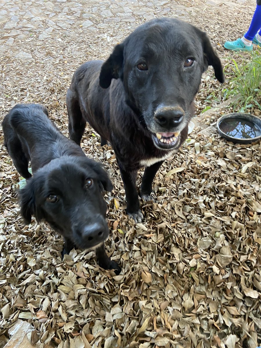 melidominguezd's tweet image. ¡Hola! El día de ayer abandonaron a una familia de perros, la mamá, el papá y a sus 6 cachorritos en Fernando de la Mora - Zona Norte. Si podrían ayudarme compartiendo o si sepan de alguien que pueda adoptarlos por favor 😭🙏🏽