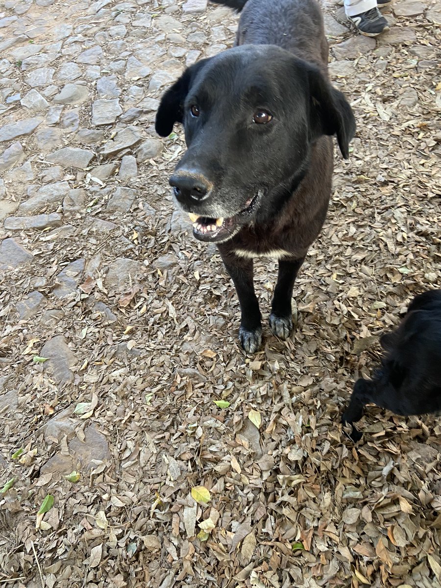 melidominguezd's tweet image. ¡Hola! El día de ayer abandonaron a una familia de perros, la mamá, el papá y a sus 6 cachorritos en Fernando de la Mora - Zona Norte. Si podrían ayudarme compartiendo o si sepan de alguien que pueda adoptarlos por favor 😭🙏🏽