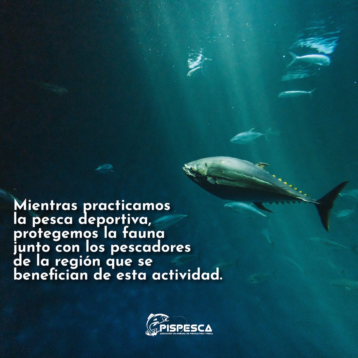 PispescaO's tweet photo. La pesca deportiva 🎣 sí protege a la fauna de la región. https://t.co/yO2JdFjfN4