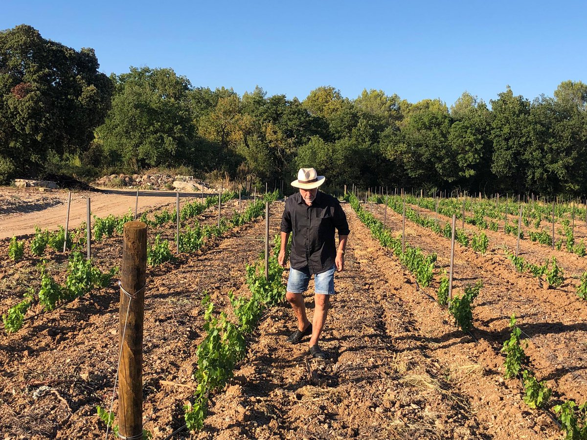 JMCambaceres's tweet photo. Un mois et demi après sa plantation, le plantier du }#GFAmasMathieu à #Carnas #Gard se porte bien. #Cinsault, #Grenache et #Syrah entrerons dans l’appellation #Languedoc et seront portés à #LaGravette #Corconne. Merci au goutte à goutte et à #BRL. https://t.co/GLr6rcD754