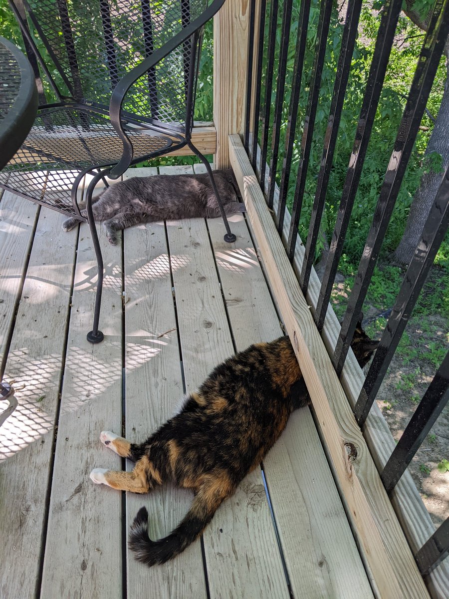 AgithaCastle's tweet photo. @23minofSka Twoface (calico) and Scarface (gray), this set of pictures basically describes their whole relationship as siblings https://t.co/X1PsGs3b77