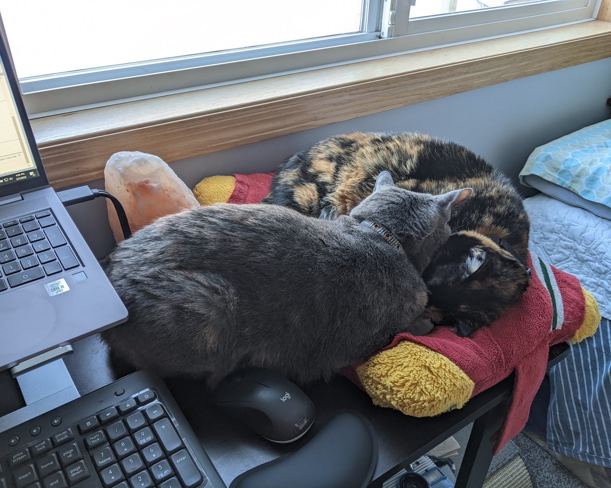 AgithaCastle's tweet photo. @23minofSka Twoface (calico) and Scarface (gray), this set of pictures basically describes their whole relationship as siblings https://t.co/X1PsGs3b77