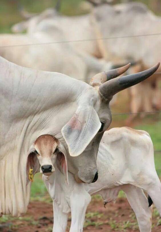 ¿Cuál consideras que sea la raza con mayor habilidad materna? Te leo.