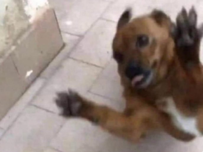 "Con ese carácter no te va a querer nadie"
Mi perro cuando me ve: