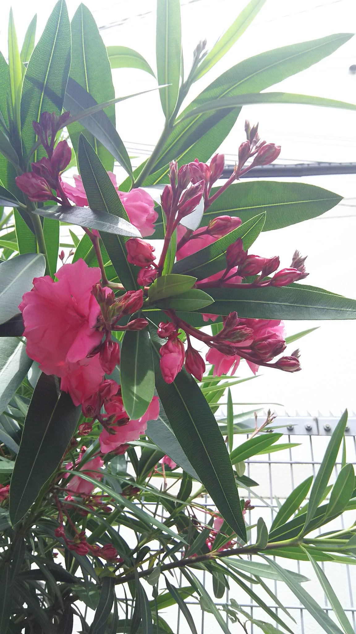 広島市の花 Twitter Search Twitter