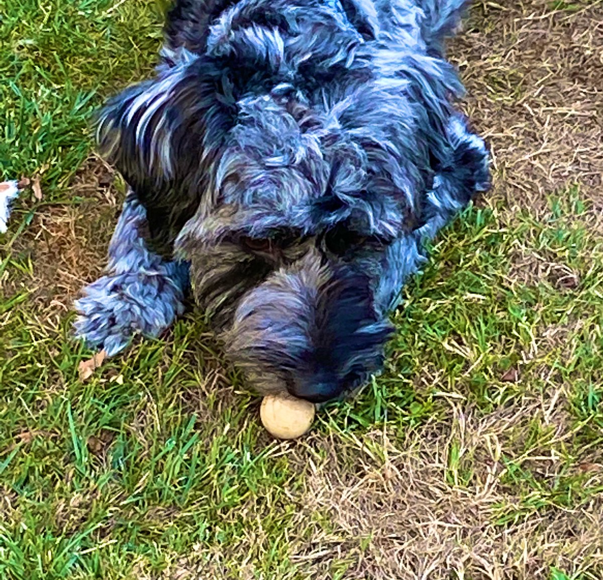 karhod21's tweet photo. Boules tournament abandoned due to interference from #BertieBear π #NursesActive #ImperialActive https://t.co/MzSJiTG4Am