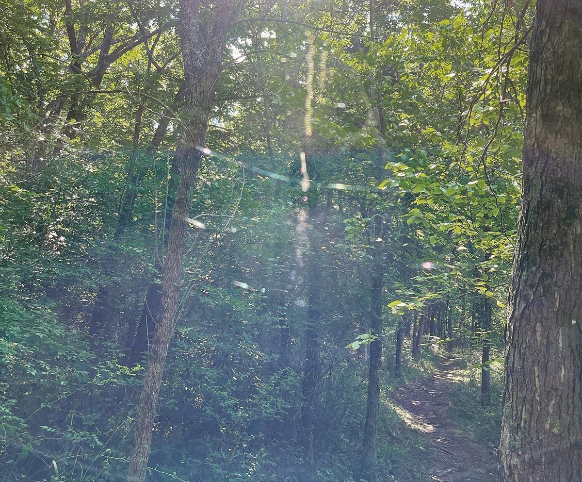 TonyD_KC's tweet photo. To quote Ronald Weasley, “I hate spiders.” #UpperLedges are clear. @gmbntweet #mtb https://t.co/u6QkEW3pGj