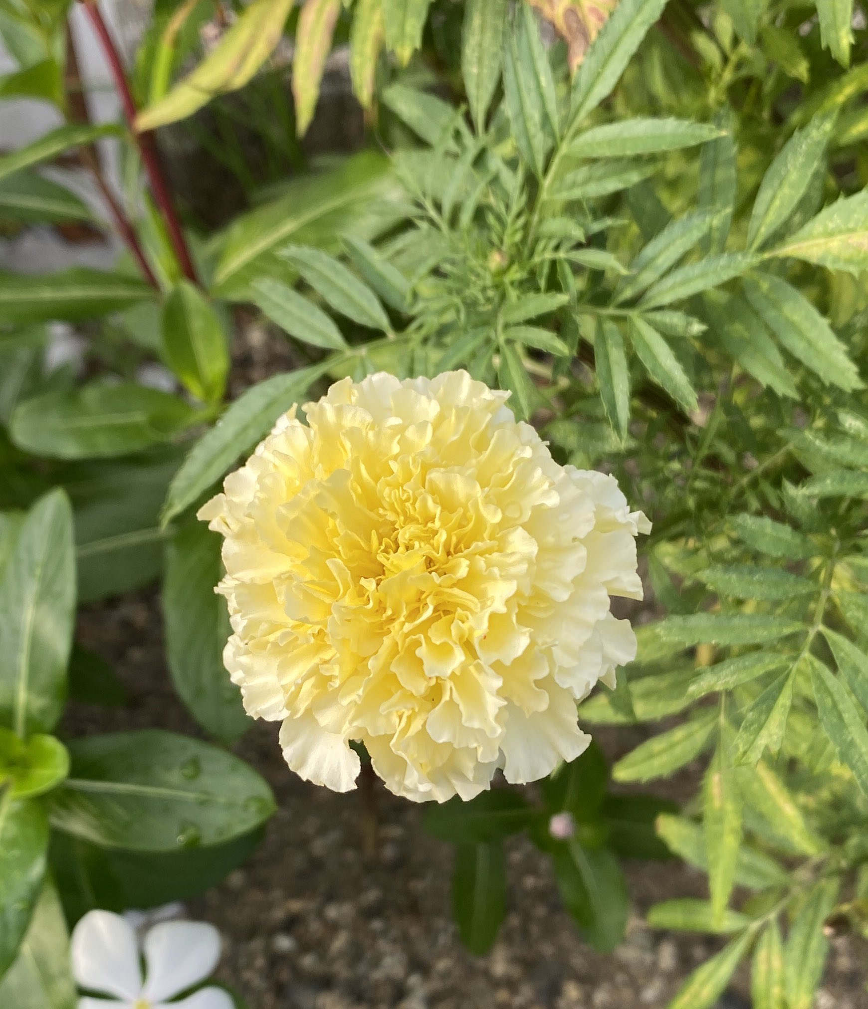 Els 今日のウォーキングでのパシャリ マリーゴールドは知ってましたが これは初めて 花言葉は いつもかわいい 花言葉にニヤニヤしちゃいますね アフリカンマリーゴールド T Co Apegegw3tt Twitter
