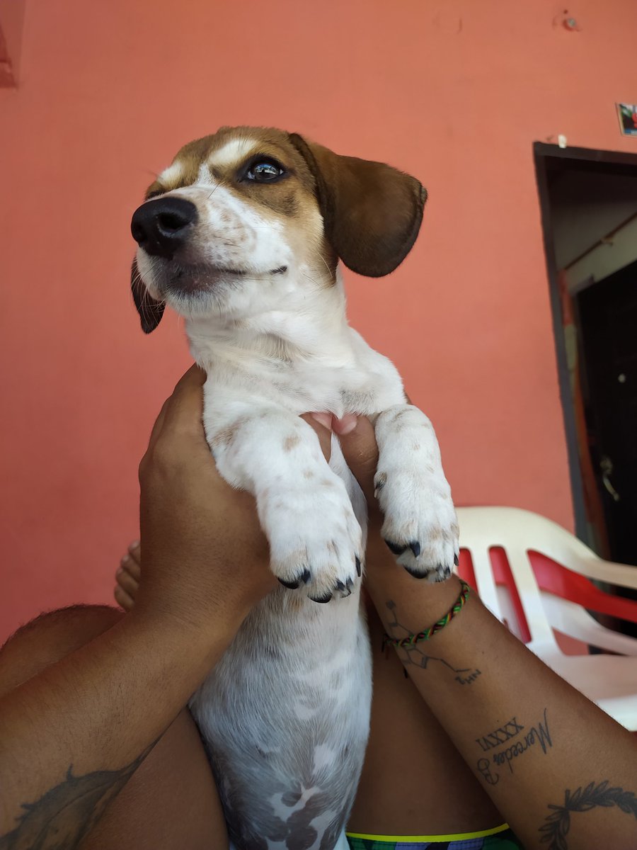 ispumii's tweet photo. Adiós a una parte de mi vida. Te amo siempre, Frida 🤍 https://t.co/fWokLklXpl