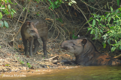 Mastocafé 🐭 tweet media