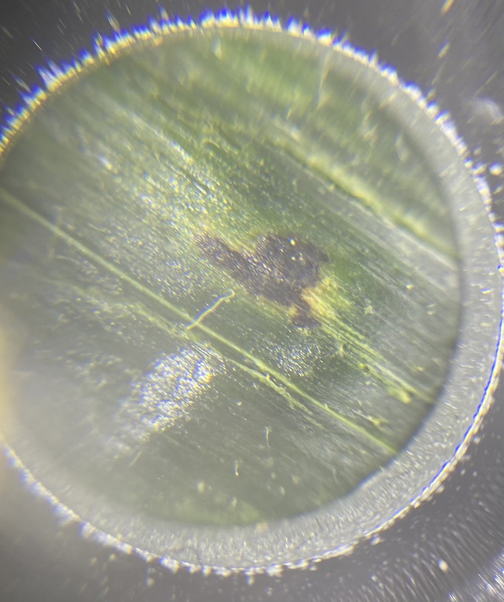After searching hard for weeks, I finally found a very small amount of Tar Spot in NE Carroll County this afternoon.