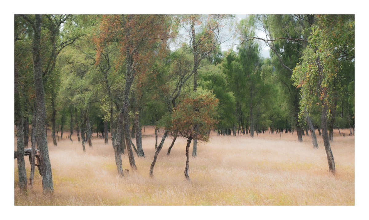 CD_Arborist's tweet image. Birch wood in August