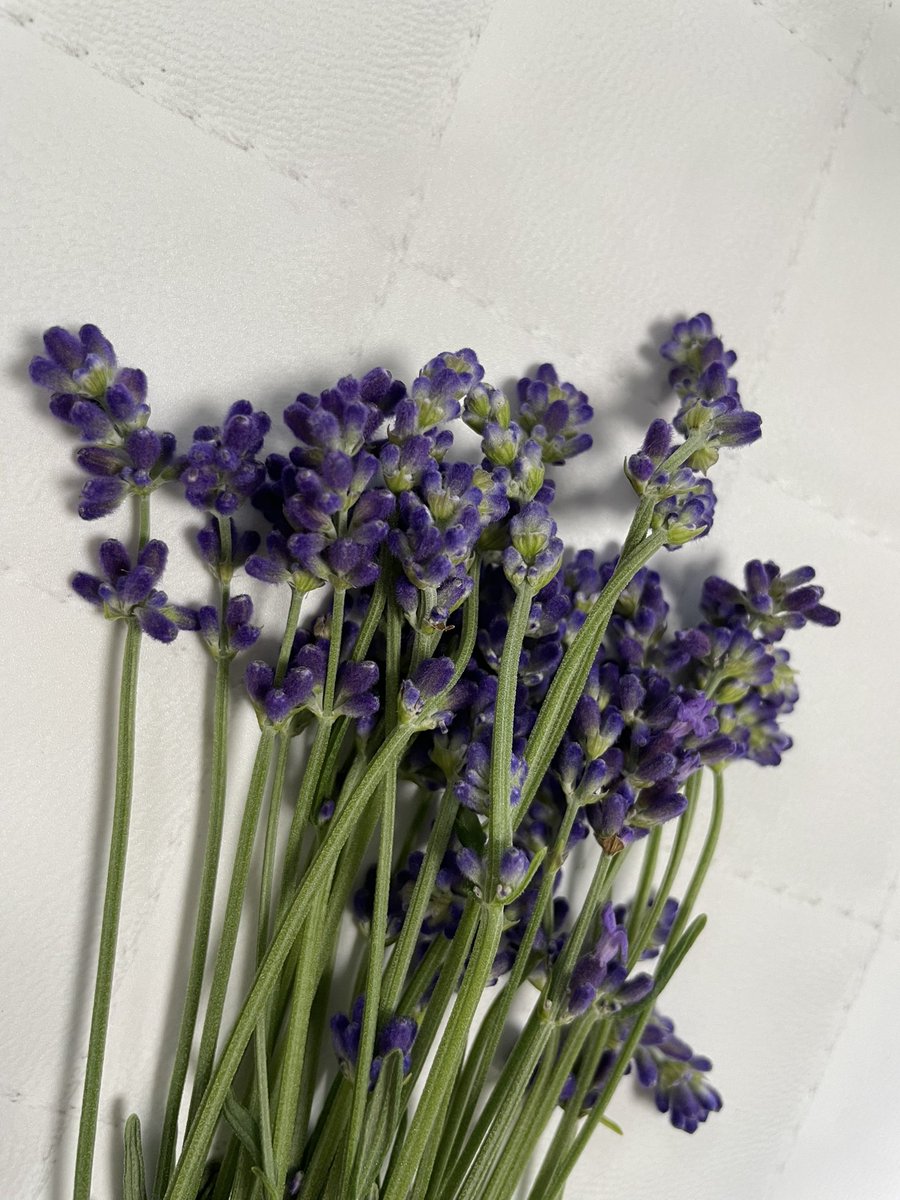 ラベンダーが切っても切っても良く育ちます😊花を摘み取ってはドライにして自然の芳香剤として玄関に置いています。