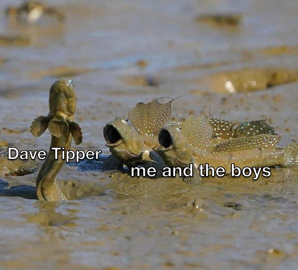 buddy_ferrara's tweet photo. I miss Tipper 😭 https://t.co/mVtrPSk9jv