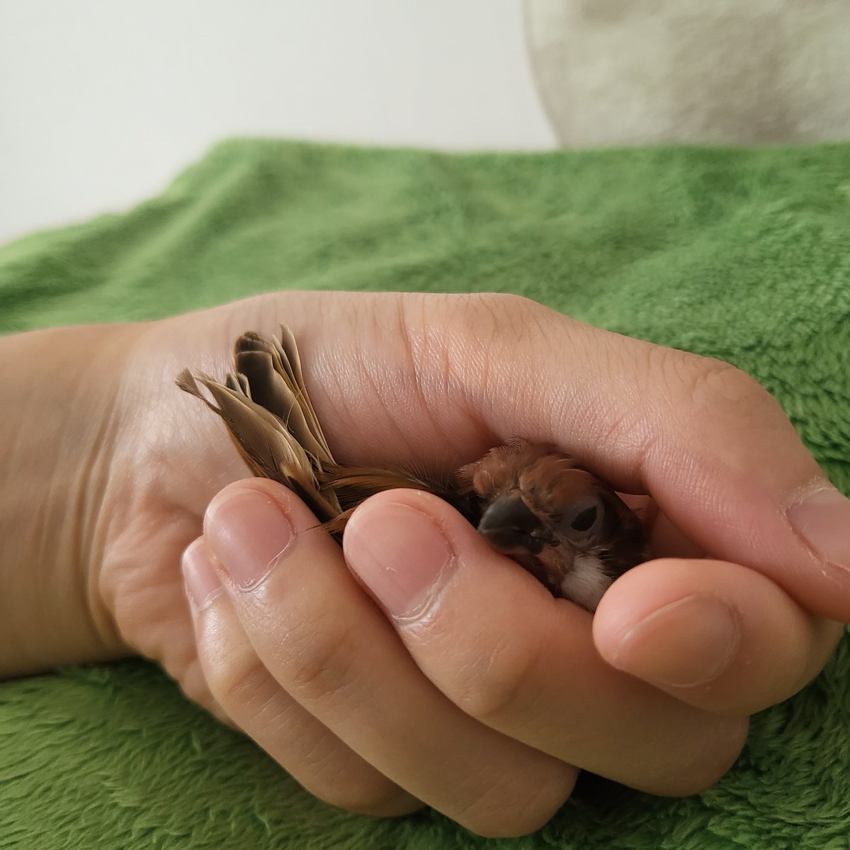 내 솜털 겸둥이 잘 자고있니 지금은 일어났으려나 빨리 보고싶어😭
