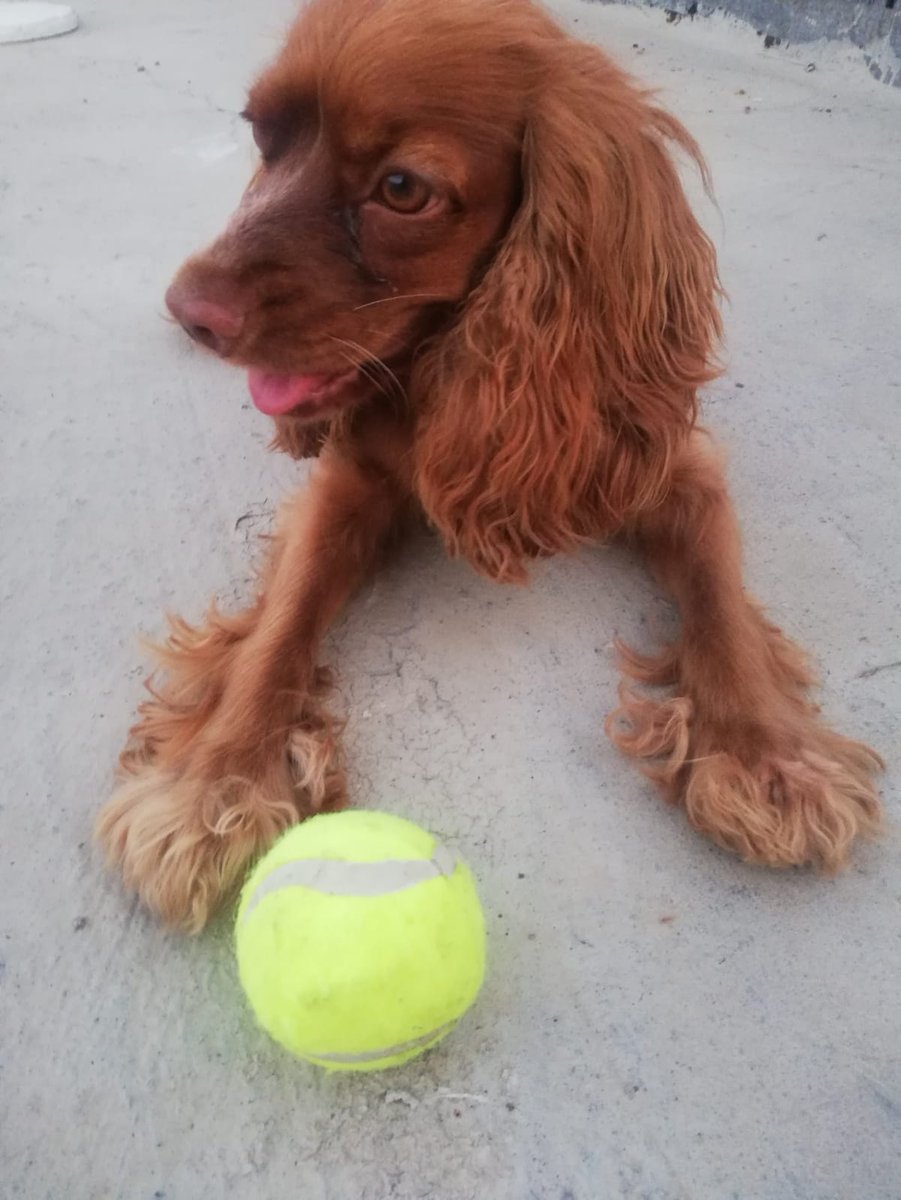 amzn.to/3zvTTKC These balls never fall apart 🎾🏸🐾#ball #tennis #players