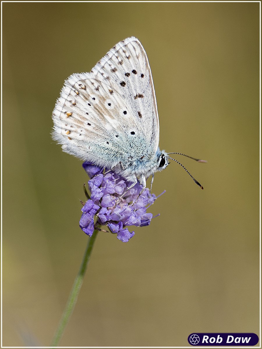 Chalk Hill Blue Polyommatus coridon Cotley Hill, Warminster, Wilts. 5th August 2022 robdaw.co.uk @BC_Wiltshire @savebutterflies @ukbutterflies