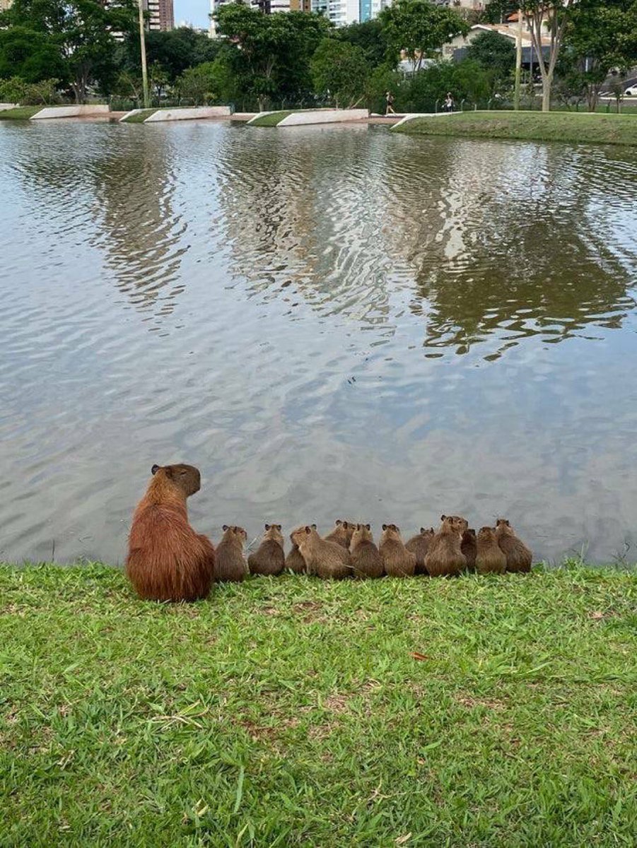 Capybaras Sometimes tweet media