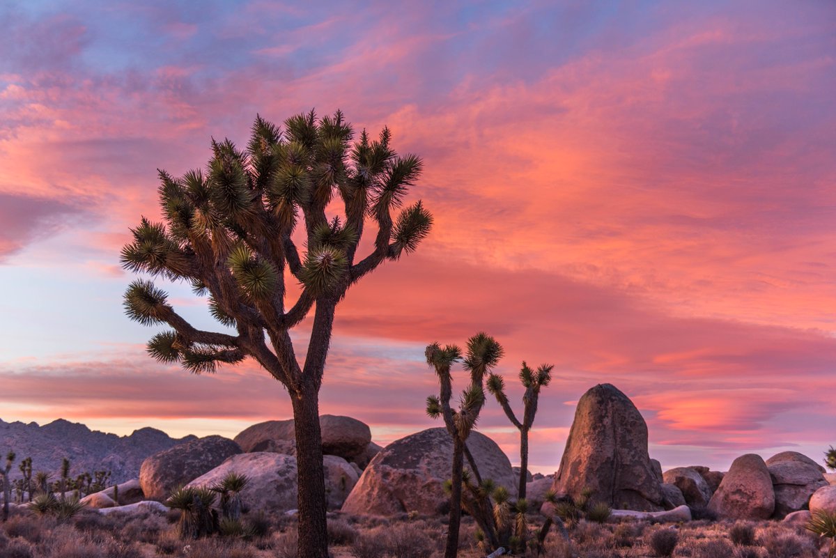 Interior's tweet photo. Vibrant colors from this sunset @JoshuaTreeNPS bring a gorgeous close to the day. 

Photo by Brad Sutton / NPS https://t.co/Zq5sH77K6U
