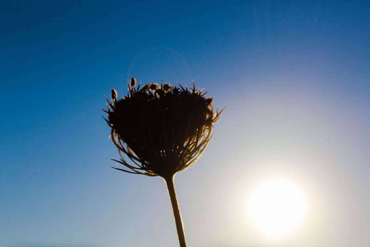 Je suis un monstre,  mais un monstre qu'on peut aimer.  Amélie Nothomb 
#TwitterNatureCommunity #photography