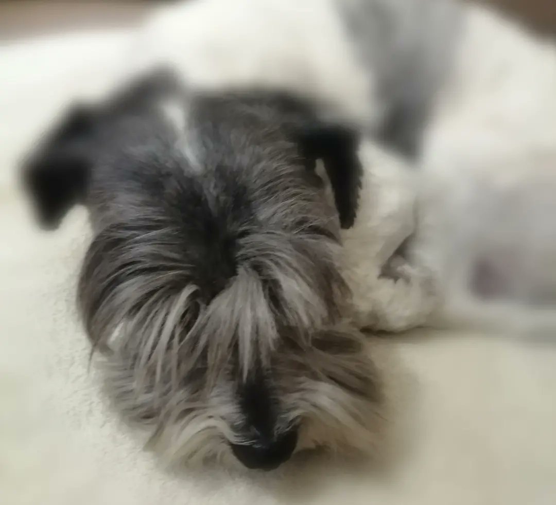 Crusgo's tweet photo. Aquí hay un sujeto que tiene todo mi 🥰😍❤️ #Mocte #amigofiel 🐶🐾 #Ternura #amor https://t.co/EAoukZDSfN