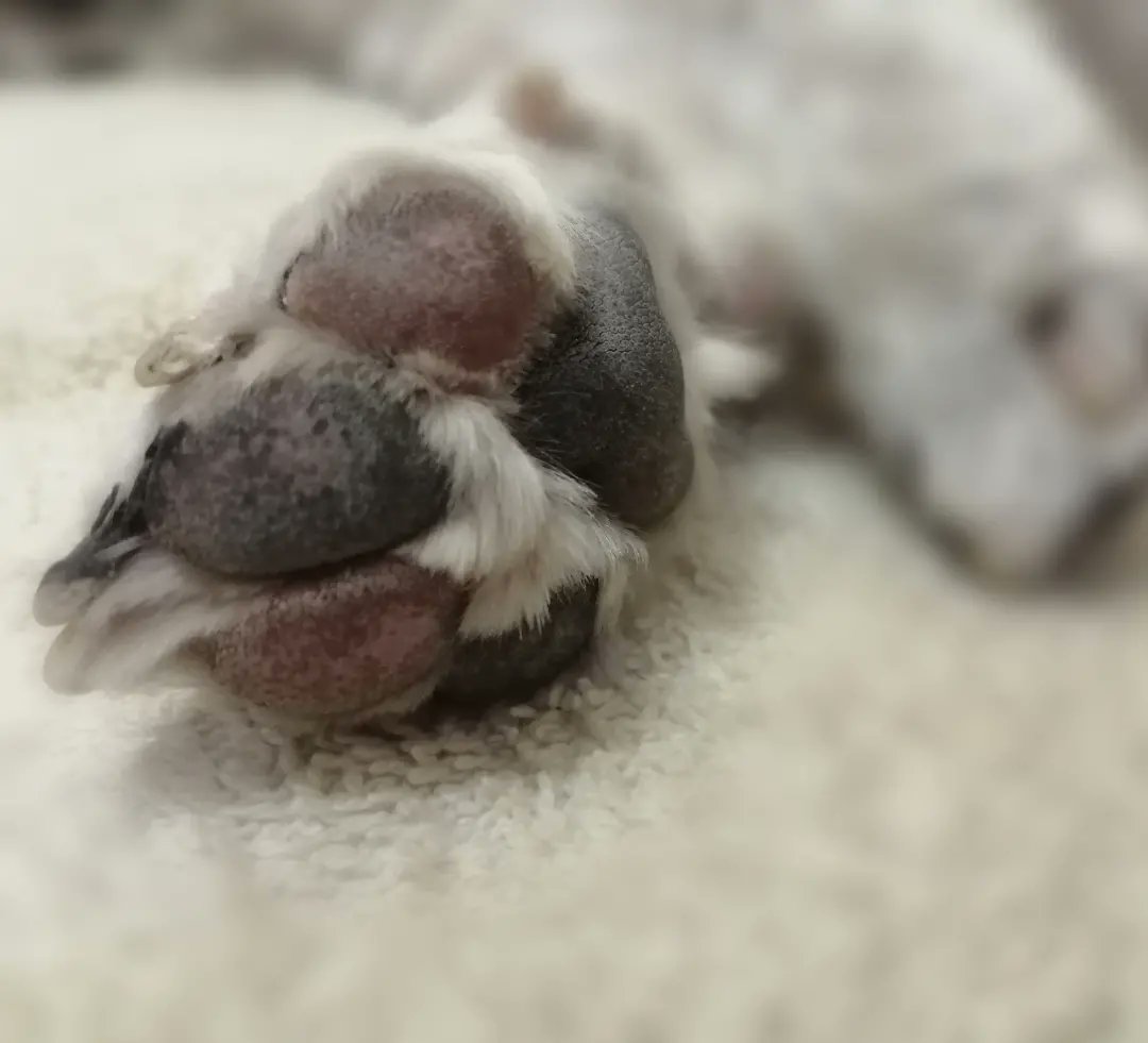 Crusgo's tweet photo. Aquí hay un sujeto que tiene todo mi 🥰😍❤️ #Mocte #amigofiel 🐶🐾 #Ternura #amor https://t.co/EAoukZDSfN