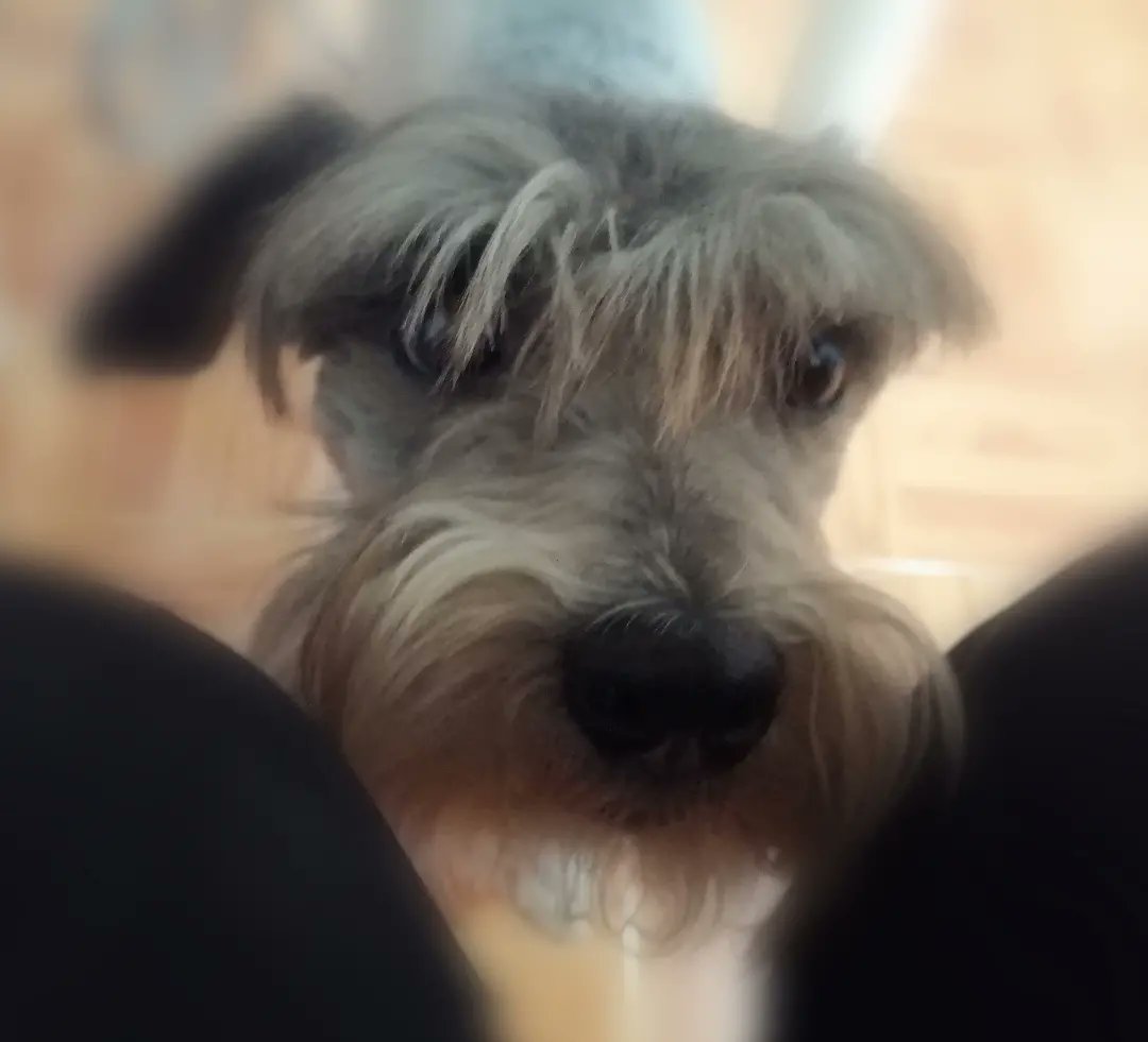 Crusgo's tweet photo. Aquí hay un sujeto que tiene todo mi 🥰😍❤️ #Mocte #amigofiel 🐶🐾 #Ternura #amor https://t.co/EAoukZDSfN