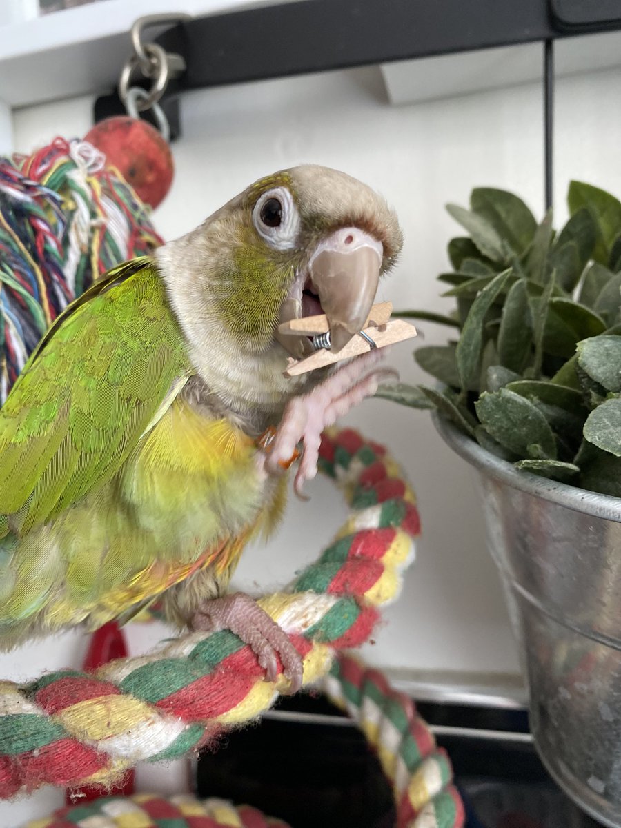 Please do not buy pegs from any of the ‘travelling’ parrots, and ignore any offers of tarmacing your drive for a reasonable price.