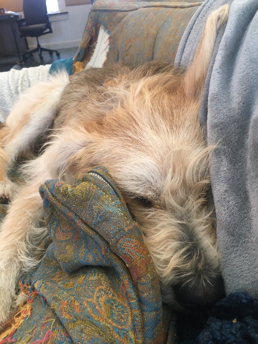 aubrigail's tweet photo. @CAwkward Olive is doing some aggressive napping today 😴🐶🫒 https://t.co/Lw8blrNHGQ