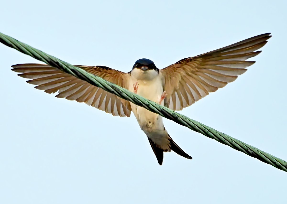 House Martin about to land.😍
 Taken last night in my Somerset village. 🐦