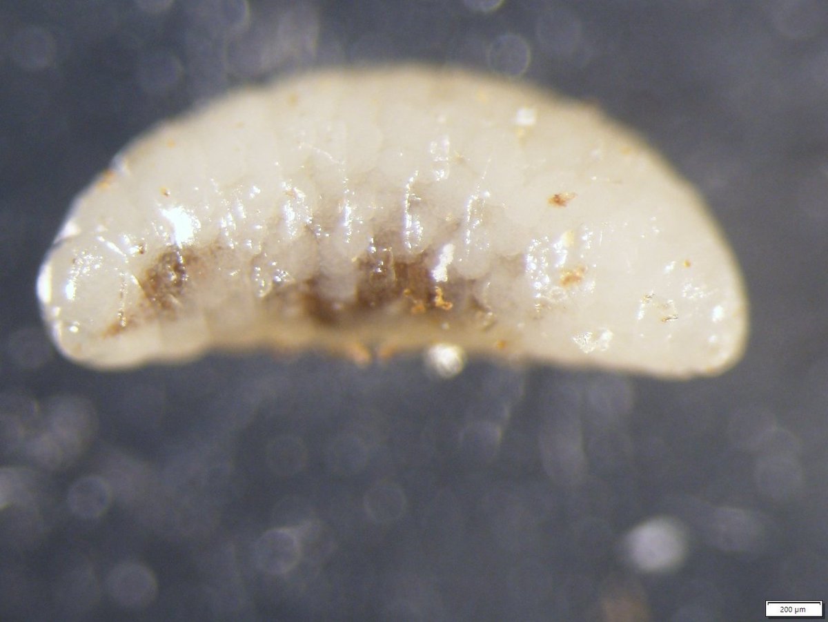 AntoineGuiguet's tweet photo. Hey #wasp twitter! Any idea of what family of #parasitoid this larva could be?
Context: there were 3 larvae like this, ectoparasitoid feeding on a #gallwasp larva.
#gall https://t.co/rpxBLkzWj9