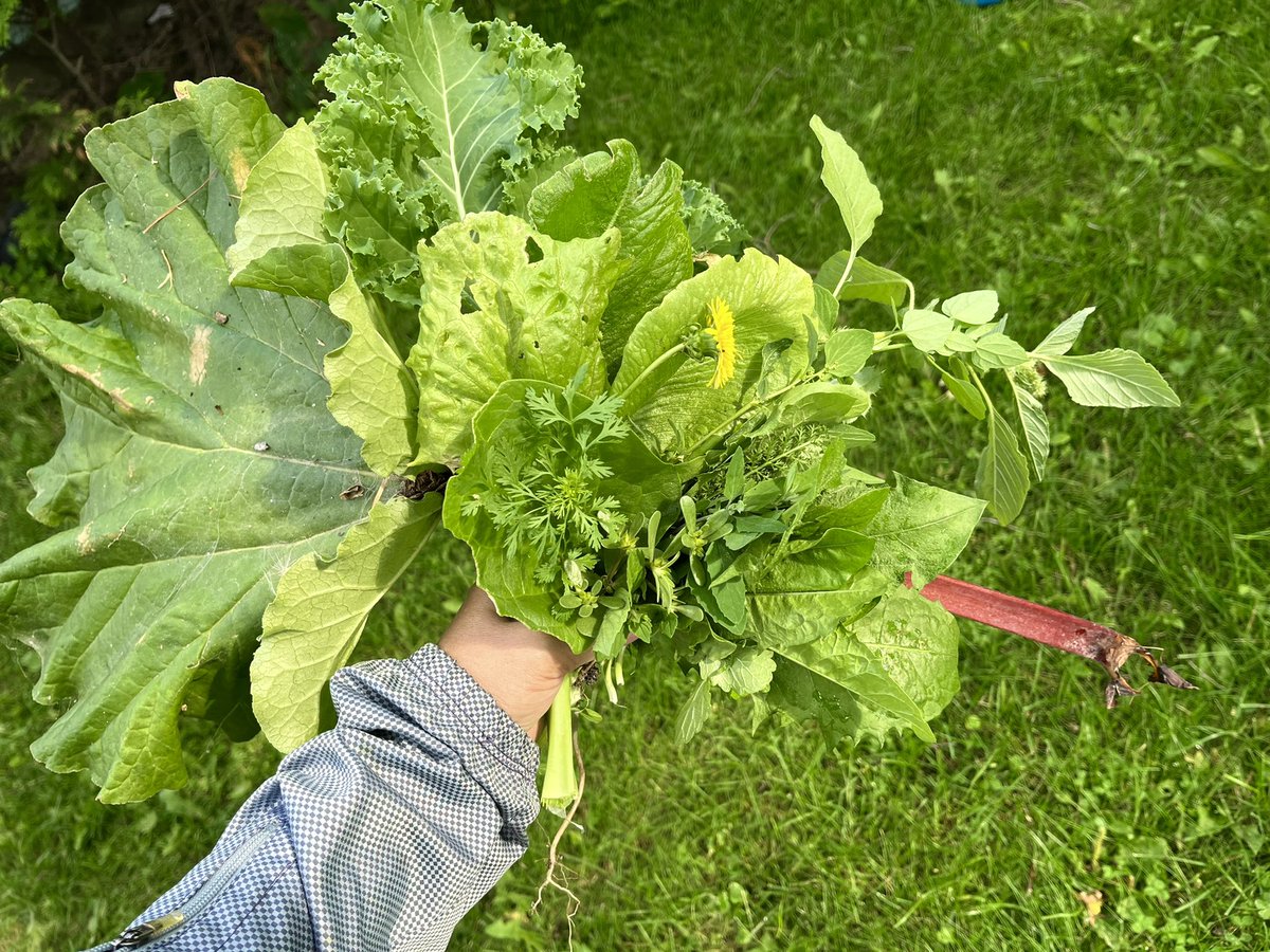 EXdadaSIN's tweet photo. 今朝の収穫🌱☘️🌿🌼その①
ケール
レタス
アザミ
ノゲシ
シロザ
ノコギリソウ
タンポポ
オオバコ
ソレル
レモンバーム
アマランサス
パクチー
スベリヒユ
ジンジャーミント
ルバーブ
ルッコラ
ツルムラサキ
#wildsmoothie
#wildvegetable
#ワイルドスムージー
#雑草食
#裏庭畑 https://t.co/kTQwPqB8I6