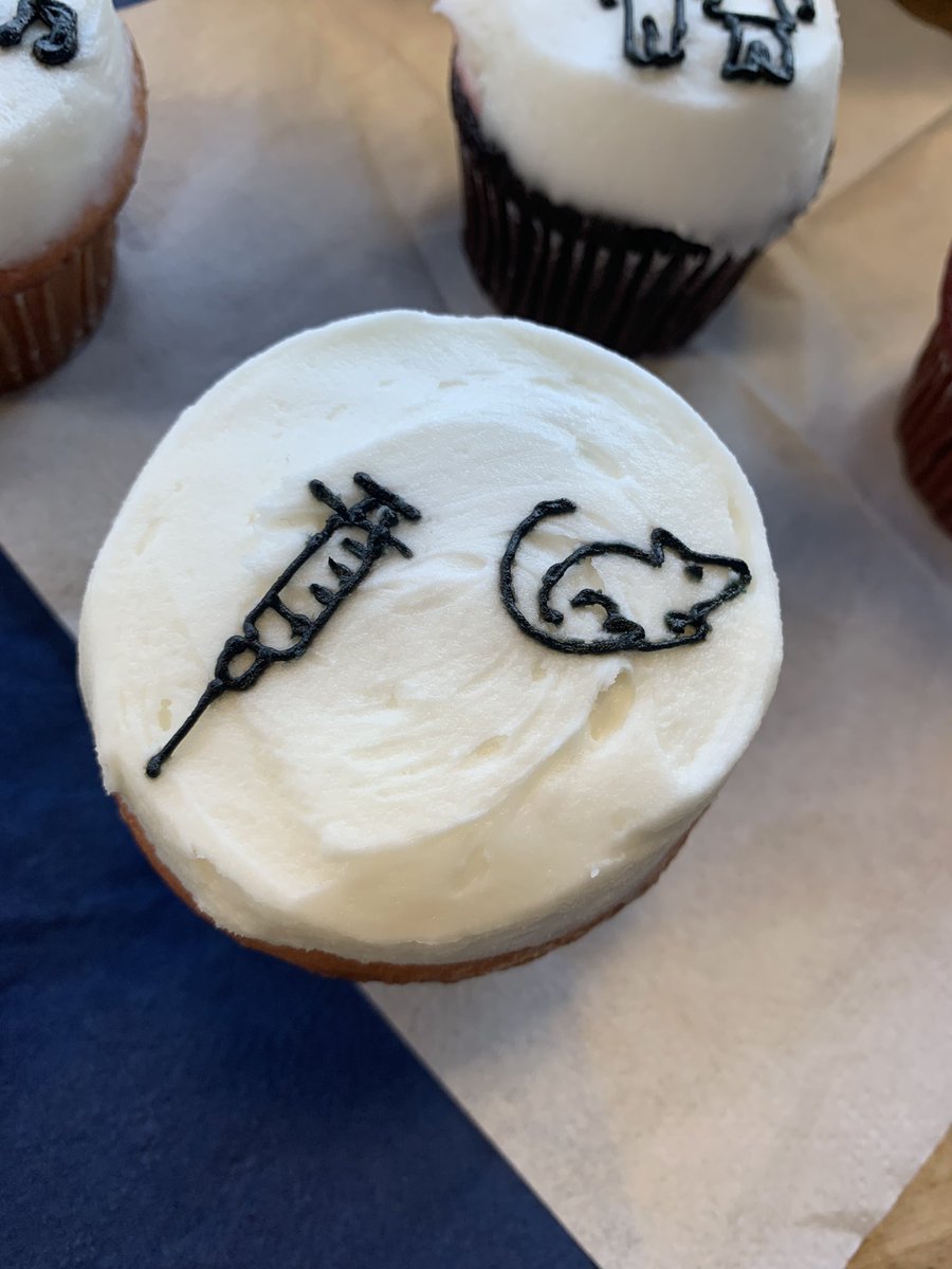 MinerviniLab's tweet image. SURF student John Rogers gave a fantastic presentation today on his summer project. He mastered intravenous catheterization surgery and then tested ketamine and remifentanil in a choice procedure. Next up: drug mixtures. Way to go, John 👏👏👏 @cu_curas