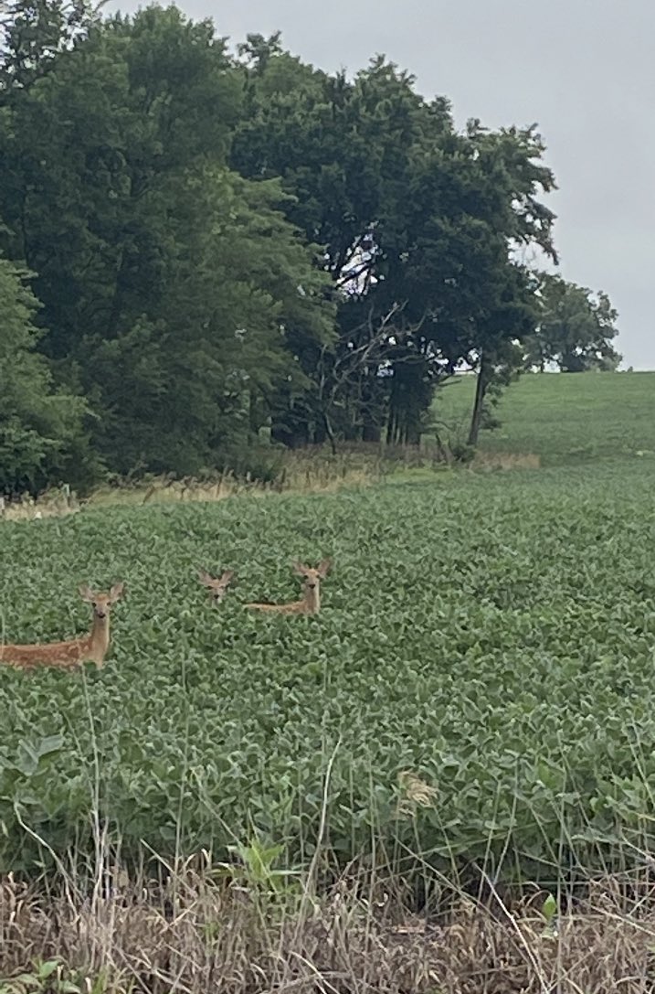 complete_ag's tweet photo. #FieldCheckUpFriday again &amp; even the deer prefer XtendFlex soybeans!!  @RRXtend @Channelseed https://t.co/vckTaUTFTR