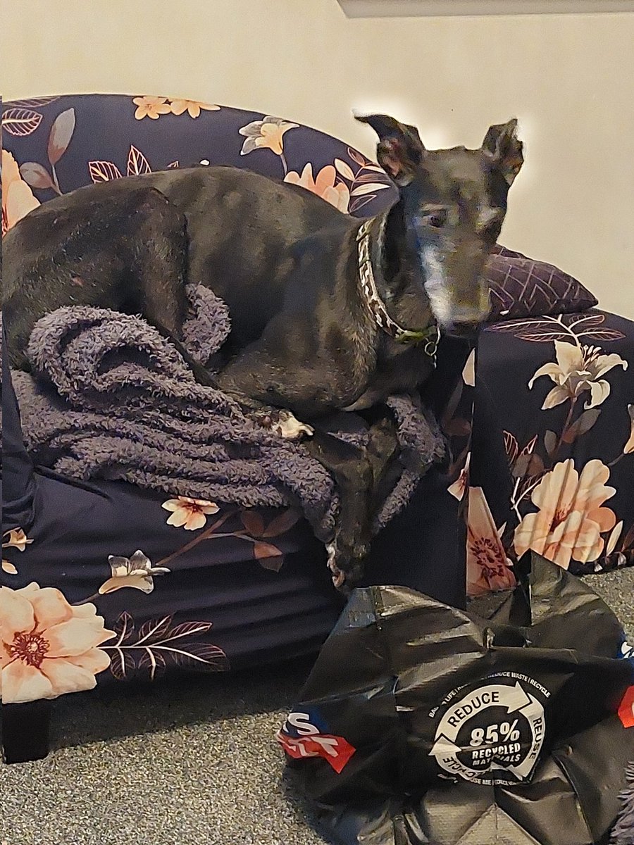 I will fit on the tub chair, even if the humans are laughing at me 🐶