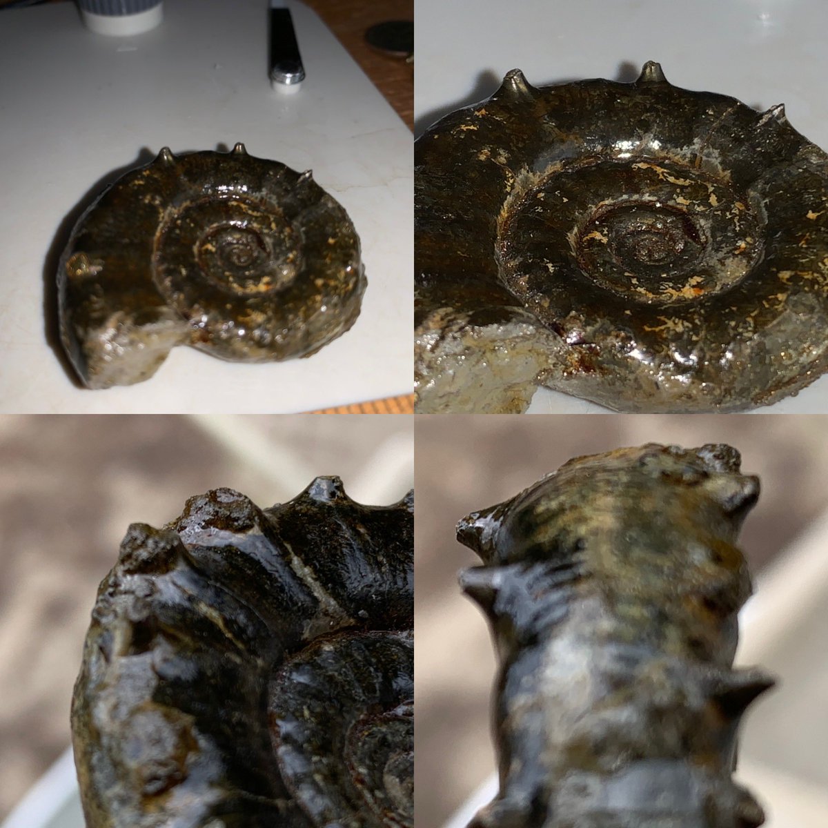 dr_dappleton's tweet photo. I know #FossilFriday wants this spiky #oldcollection #eoderoceras #ammonite with amazing #spines and #sutures #ammonites #fossils #paleontology #photography #fossilphotgraphy #extinct #NaturePhotography #macrophotography #nature https://t.co/P4InRL1GLE