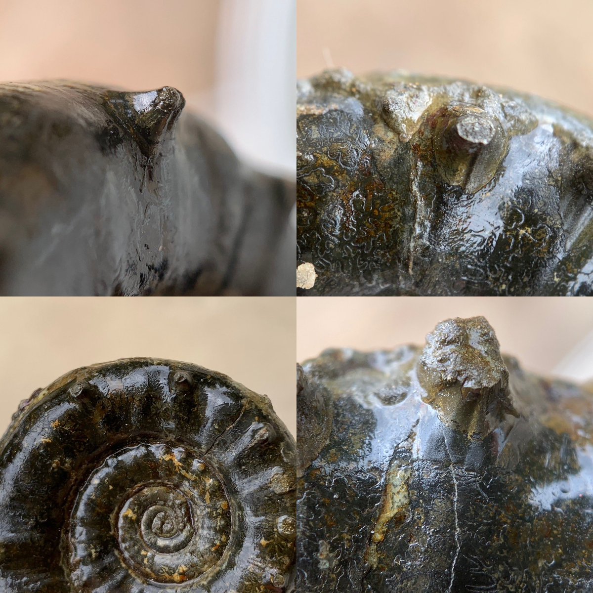 dr_dappleton's tweet photo. I know #FossilFriday wants this spiky #oldcollection #eoderoceras #ammonite with amazing #spines and #sutures #ammonites #fossils #paleontology #photography #fossilphotgraphy #extinct #NaturePhotography #macrophotography #nature https://t.co/P4InRL1GLE