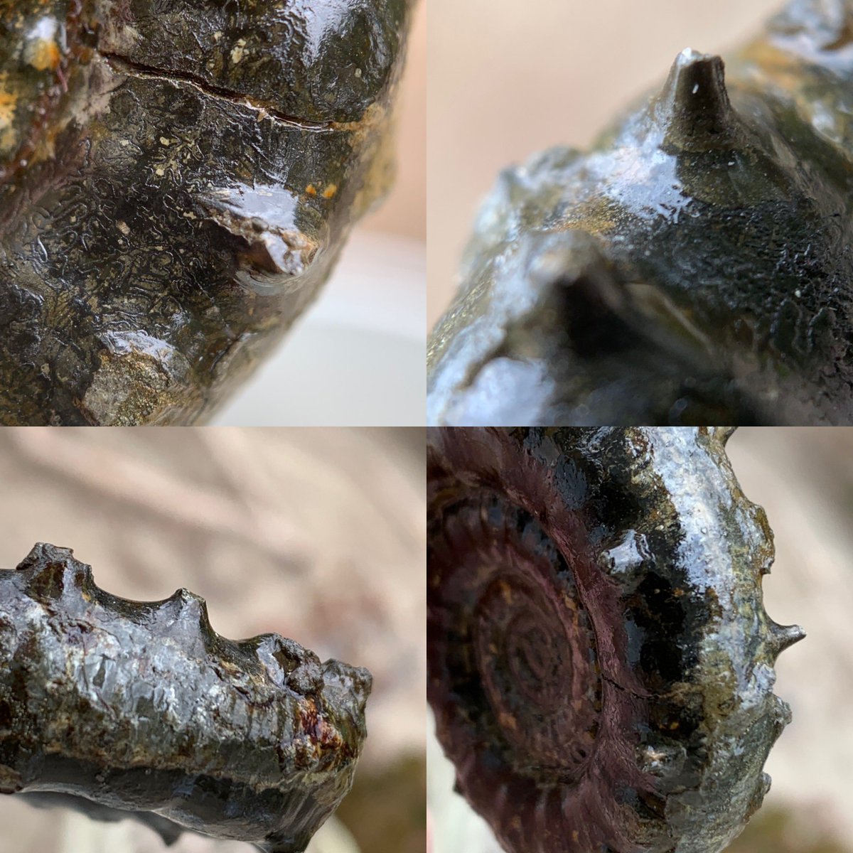 dr_dappleton's tweet photo. I know #FossilFriday wants this spiky #oldcollection #eoderoceras #ammonite with amazing #spines and #sutures #ammonites #fossils #paleontology #photography #fossilphotgraphy #extinct #NaturePhotography #macrophotography #nature https://t.co/P4InRL1GLE