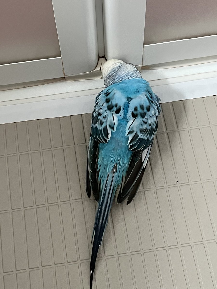 タグ 青いセキセイインコ の注目ツイート メガとんトラック タグ 青いセキセイインコ の注目ツイート メガとんトラック