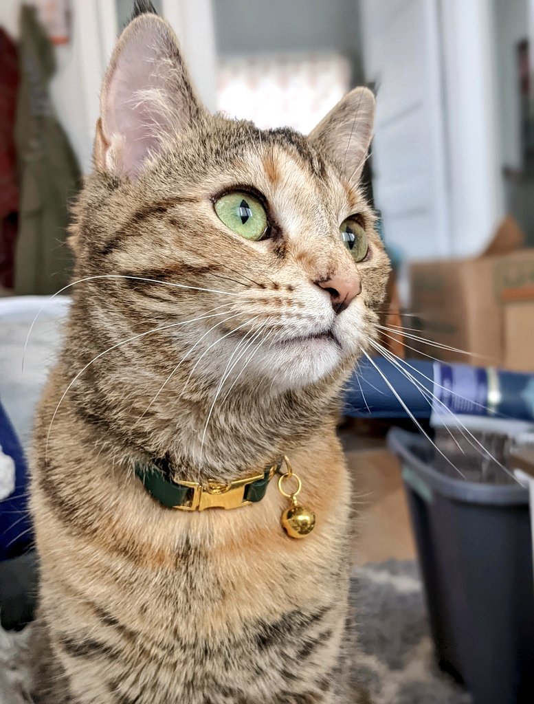 natalie_n28's tweet photo. I had a dream (correction: nightmare) that in order to spite me someone cut off Bea's lil ear tufts 😭 https://t.co/SqweR1wIF7